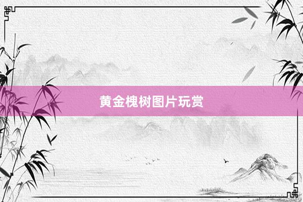 黄金槐树图片玩赏